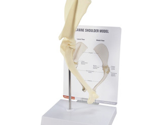 Average Size Healthy Canine Shoulder Anatomy Model_main