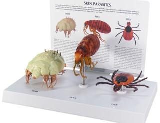 Detailed External Parasites Educational Model_main