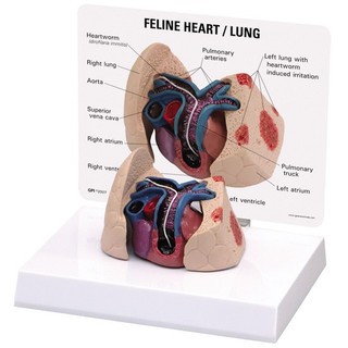 Feline Heart & Lung Heartworm Disease Model_main