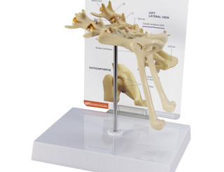 Feline Pelvis Model with Osteoarthritic Comparison_main