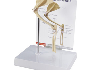 Feline Elbow & Shoulder Joint Anatomy Model_main