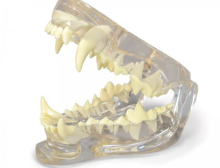 Clear Canine Jaw Model with Tooth Root Detail_main