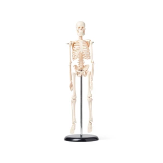 Human Skeleton Anatomy Model, 42cm Display Figure_main
