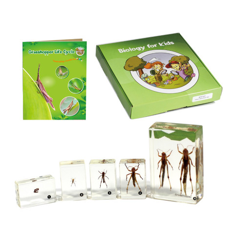 Grasshopper Lifecycle specimen kit
