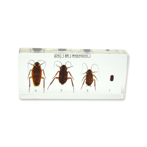 Lifecycle of Cockroach-Specimen kit | Geyer Instructional Products