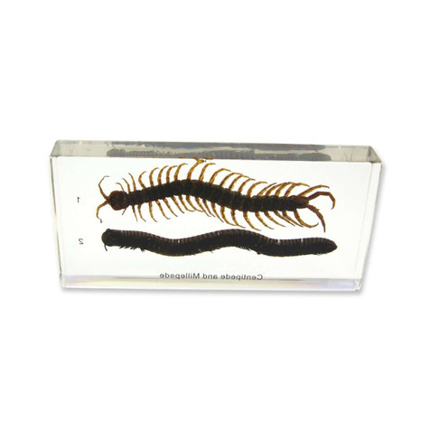 Centipede & Millipede Comparison-Specimen block 197956