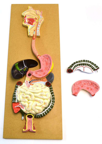 Human-Digestive-System-Model-