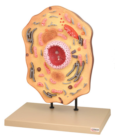 Enlarged 20,000 times. The model shows the recently discovered principle of the delicate structure of an animal cell. In addition to the organelle like nucleus, endoplasmic reticulum, mitochondria, ribosomes respectively polysomes, and Golgi apparatus. Also shows centrioles, lysosomes, and fat vacuoles. The presentation of the process of extrusion of a Golgi vesicle and pinocytic signs is shown by cell dynamics. Mounted on base. Supplied with English Key Card. Size 38 x 24 x 46 cm approx. Weight 2350 g approx.