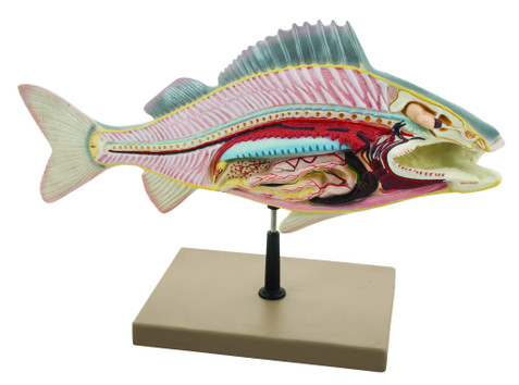 3D rendering of a fish dissection with its large size and vibrantly colored anatomy is ideal for studying the structure and function of the basic structures in a perch fish.