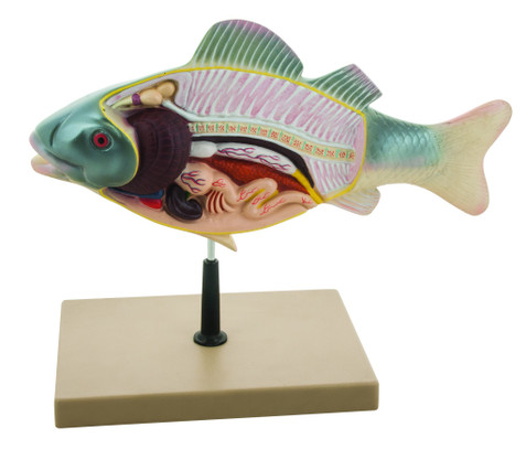 The detailed 3D rendering of a fish dissection with its vibrantly colored anatomy is ideal for studying the structure and function of the species' basic inner anatomy. Key anatomical parts are colored and numbered for comparison with the anatomy key that is included. The model is mounted on a sturdy base for display and is a valuable teaching tool for classrooms that prefer to avoid the costs of organic specimens.