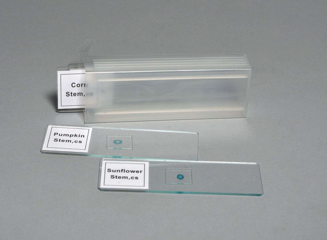 Microscope Slides For Kids Vision Scientific Insect Parts Slide Set ...