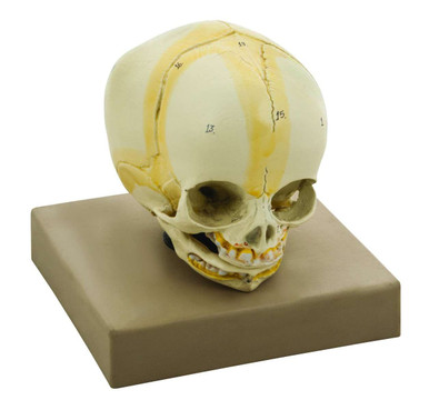 Artificial Infant Skull Model | Geyer Instructional Products