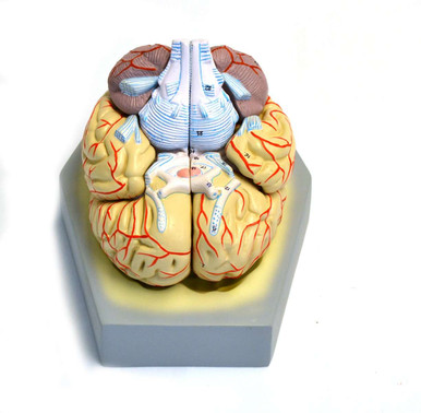 Human Brain With Arteries Model | Geyer Instructional Products