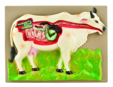 Eisco Labs Cow Digestive System Model Geyer Instructional Products eisco-labs-cow-digestive-system-model-geyer-instructional-products