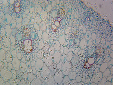Prepared Microscope Slide, Zea Mays (Corn) Root Tip; Cross Section
