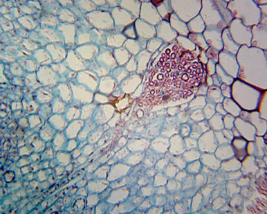 Prepared Microscope Slide, Marchantia Gemmae; Whole-mount