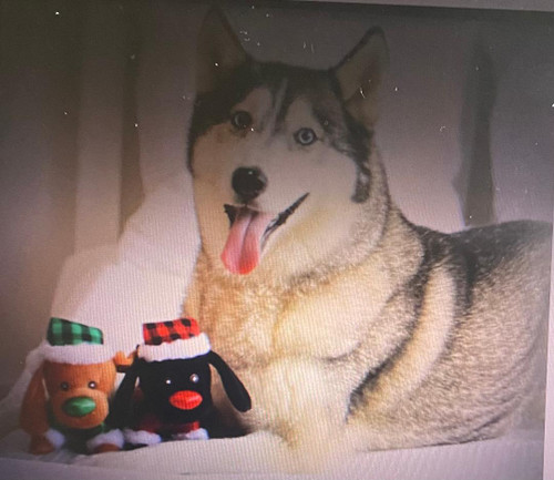 Multipet 10 inch Holiday Plush Dog with Squeaker  with Hat and Jacket