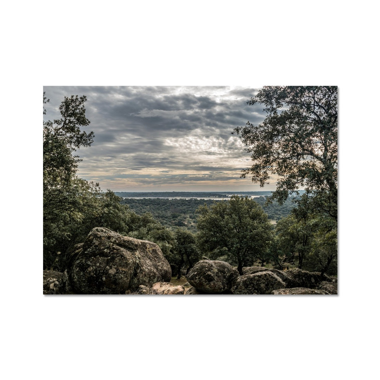 Forest And Jungle Overlook Fine Art Print