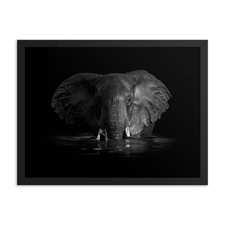 Black And White Elephant In A River Framed poster