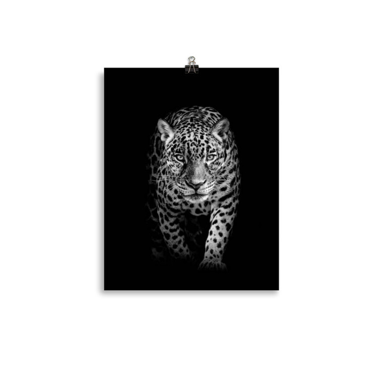 Black And White Stalking Leopard Poster