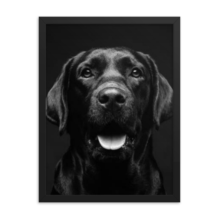 Black And White Dog Framed poster