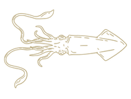 Squid