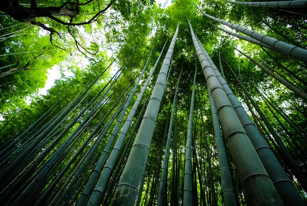 The Beauty of Bamboo: Why It Is One of the Most Sought After Materials in the World