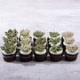 Succulents Cupcakes