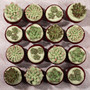 Succulents Cupcakes