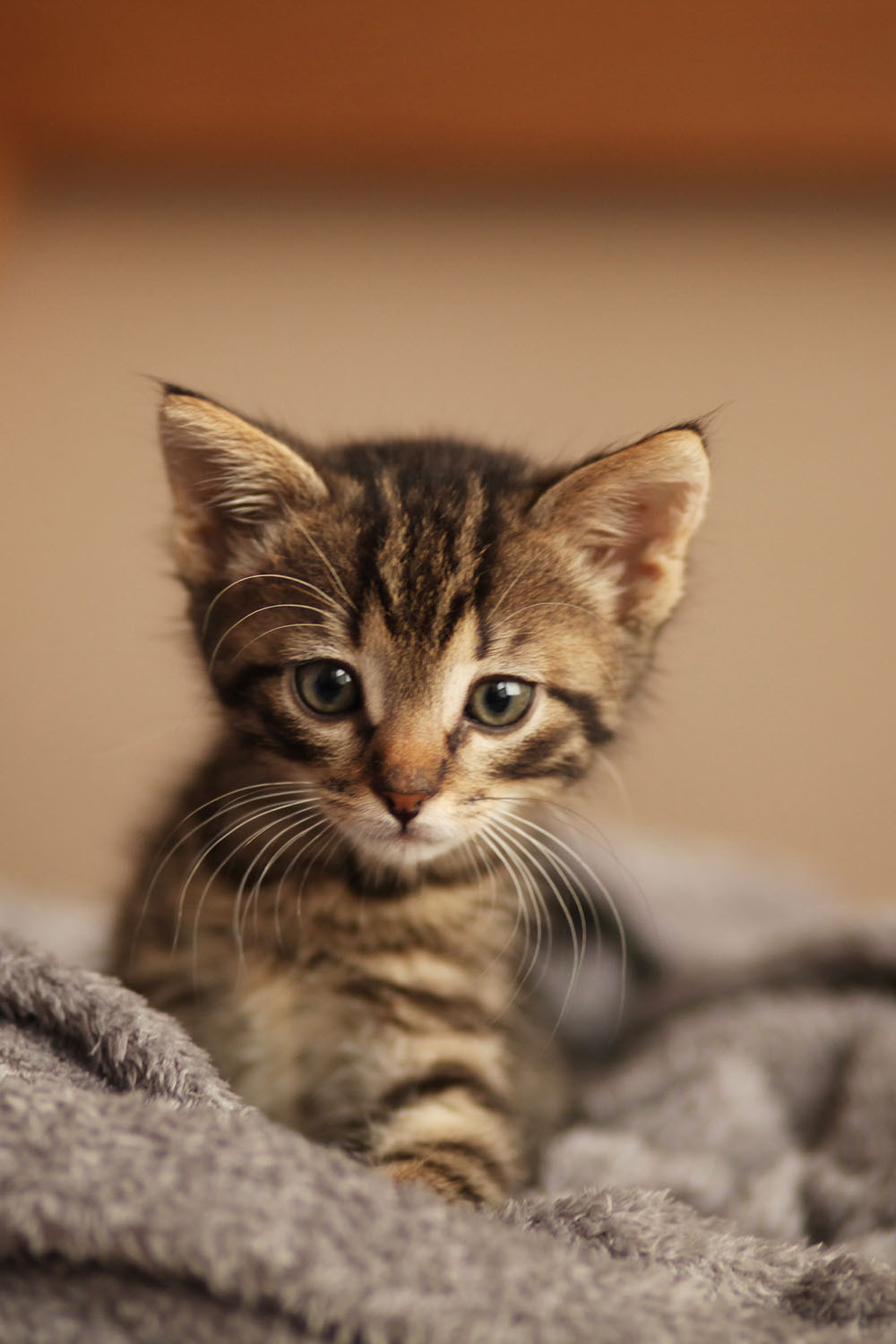 Your Pet Deserves to Be Celebrated in Style