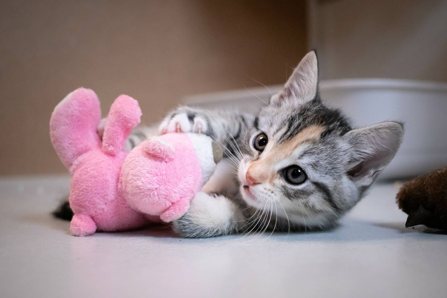 Pet Proof with Long-Term Durability