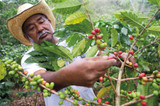 Sustainability, Fairtrade & The Business of Coffee