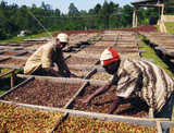 About the Sidama Coffee Growing Region