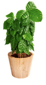 How To Grow A Coffee Plant