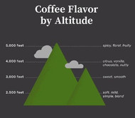 Why Does Altitude Affect Coffee Flavour?