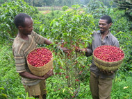 Colombian Coffee & the CENCOIC