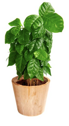 How To Grow A Coffee Plant