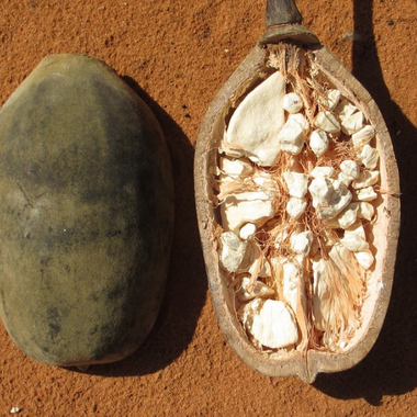 The Boab Tree and a New Boab Coffee Blend