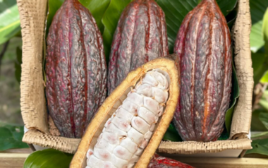 Coffee & Chocolate: A Love Story in Beans
