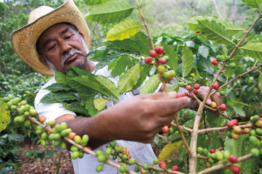 Sustainability, Fairtrade & The Business of Coffee