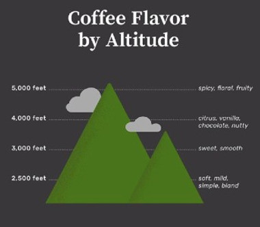 Why Does Altitude Affect Coffee Flavour?