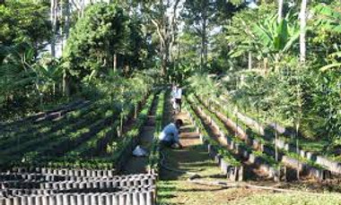 Why Choose Organic Coffee? Why Choose Organic Coffee?