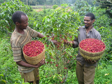 Colombian Coffee & the CENCOIC