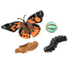 Butterfly Life Cycle Stages