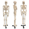 Human Skeleton Model with Key, 34"