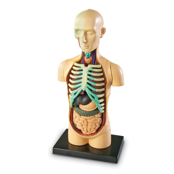 Human Body Anatomy Model, 31 Pieces