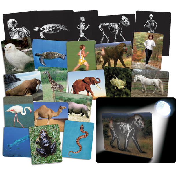 Whats Inside Animals Card Set - R-59250