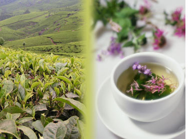 Tea Growing on a tea farm, side-by-side with tea being served in a Tea Mug.