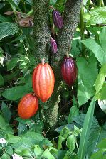 Cacao tree with pods