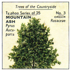 Typhoo Tea Cards - Trees of the Countryside